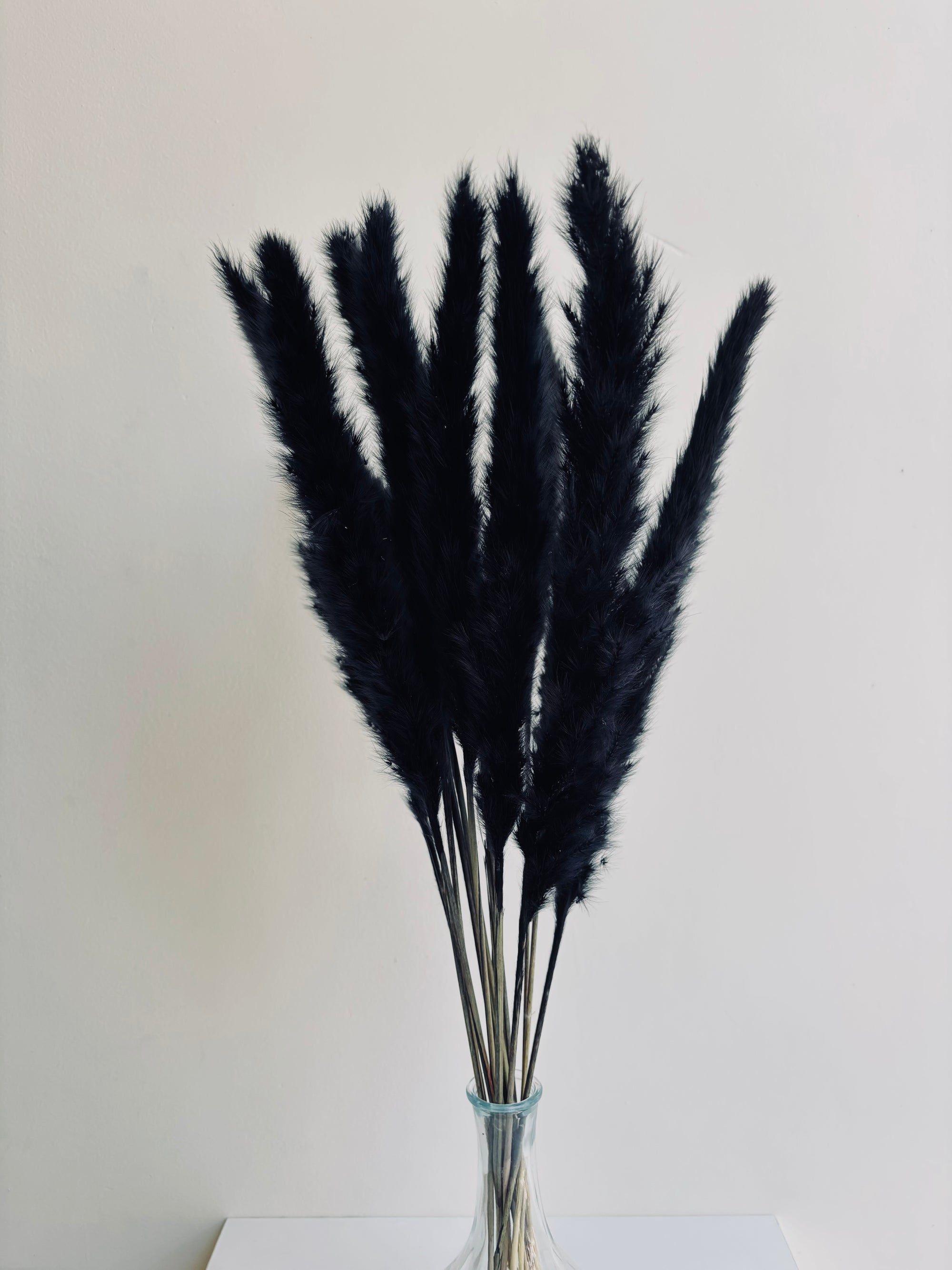 MINI PAMPAS GRASS BLACK (SET OF 10)