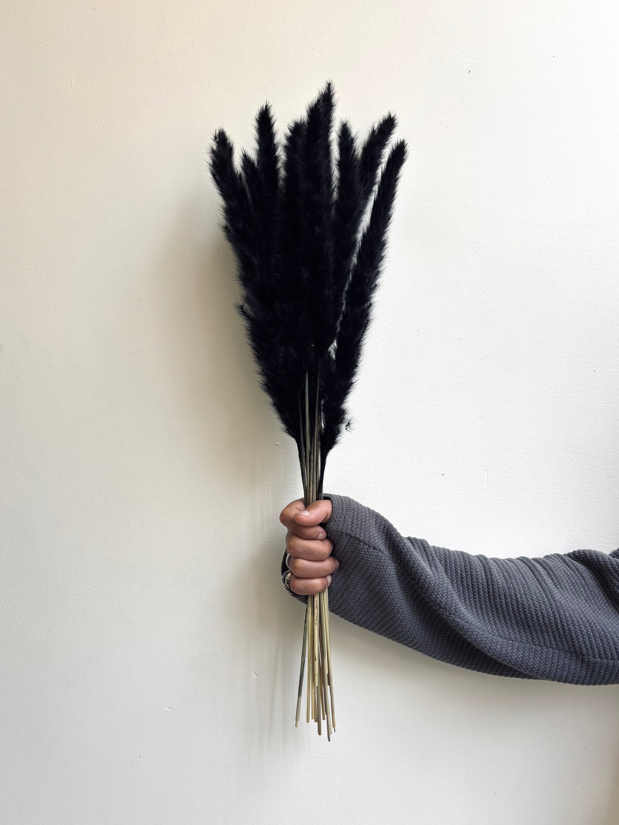 MINI PAMPAS GRASS BLACK (SET OF 10)