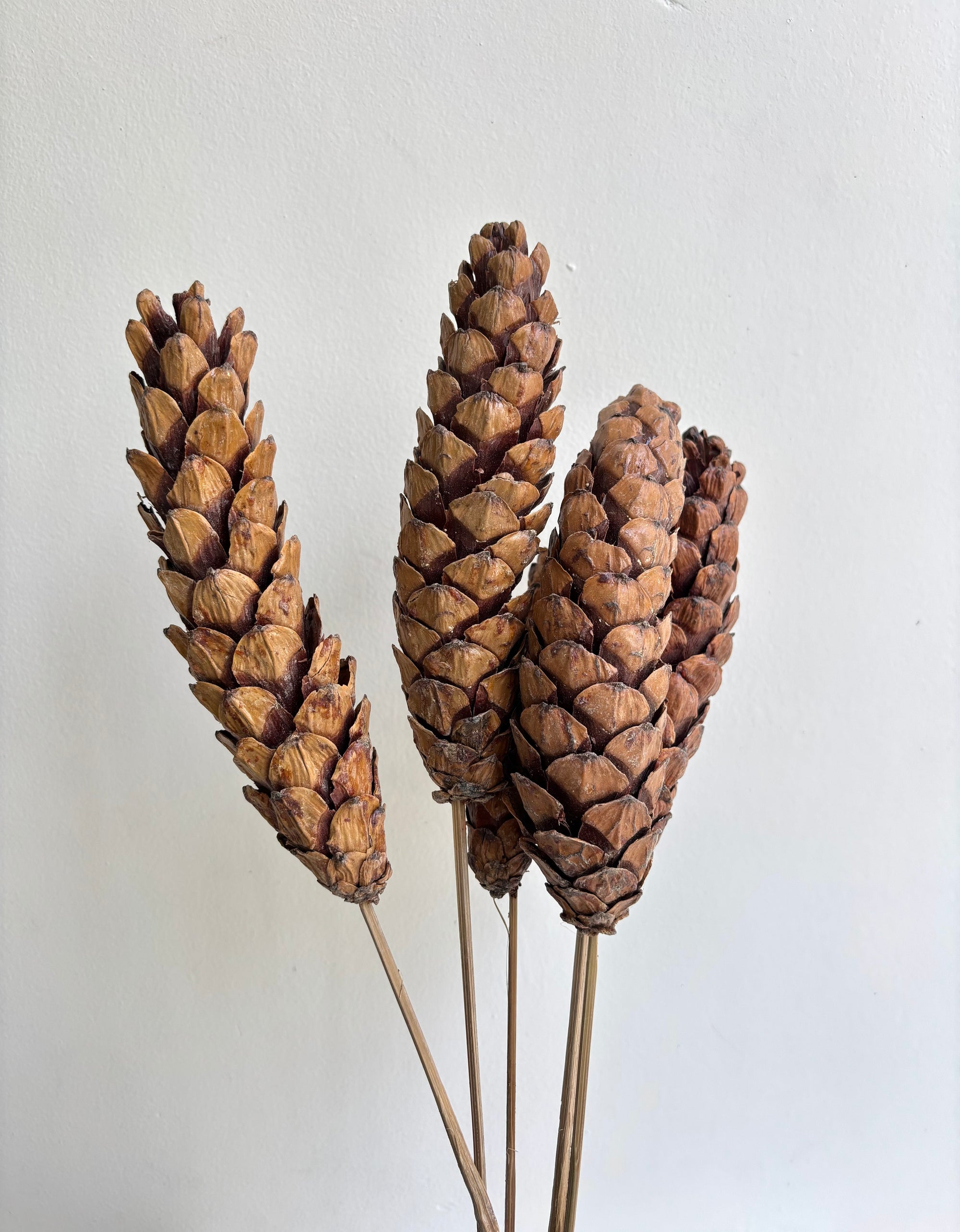 PINE STEMS TALL (SET OF 5)