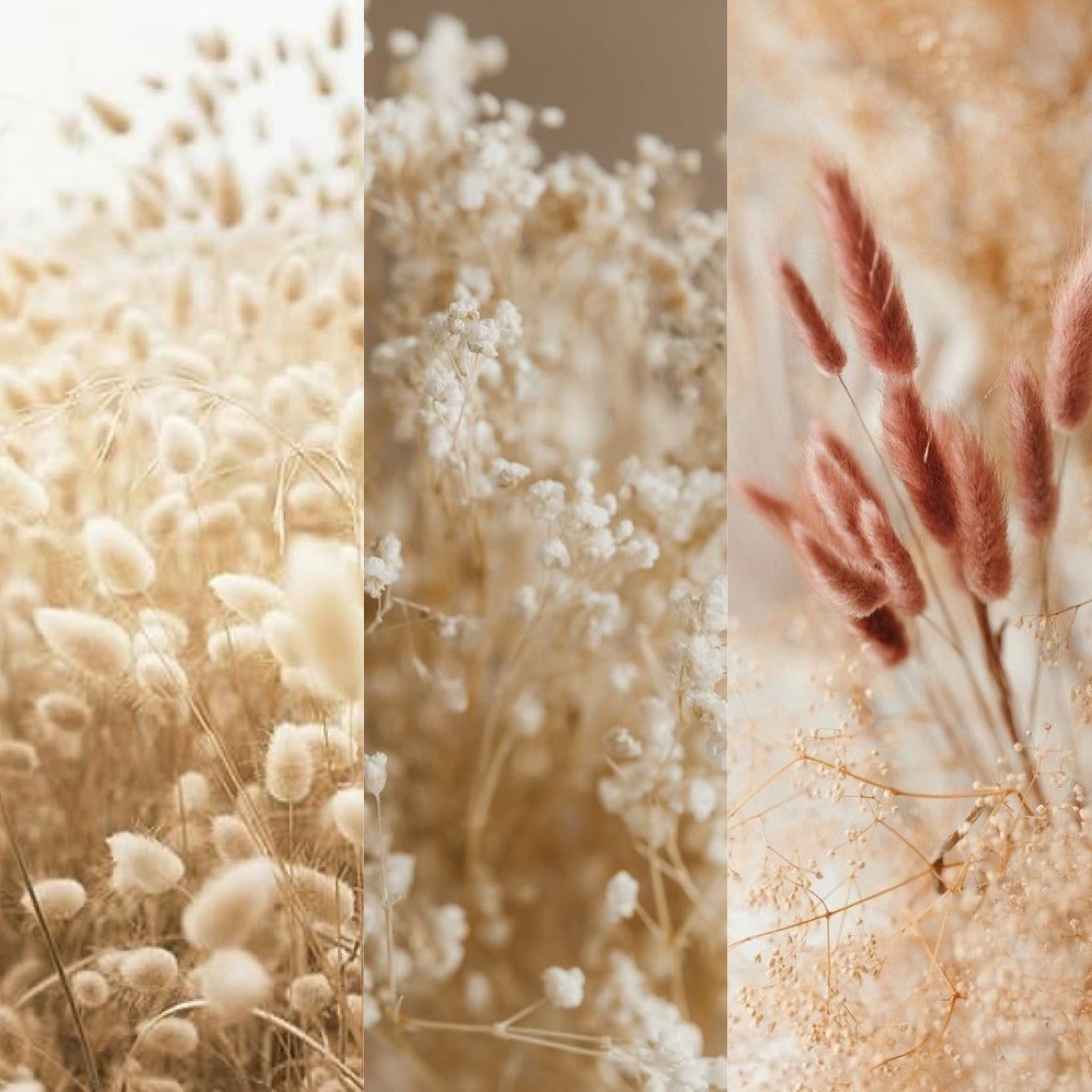 🌸 What Are Dried Flowers & How Are They Made? Benefits & Uses