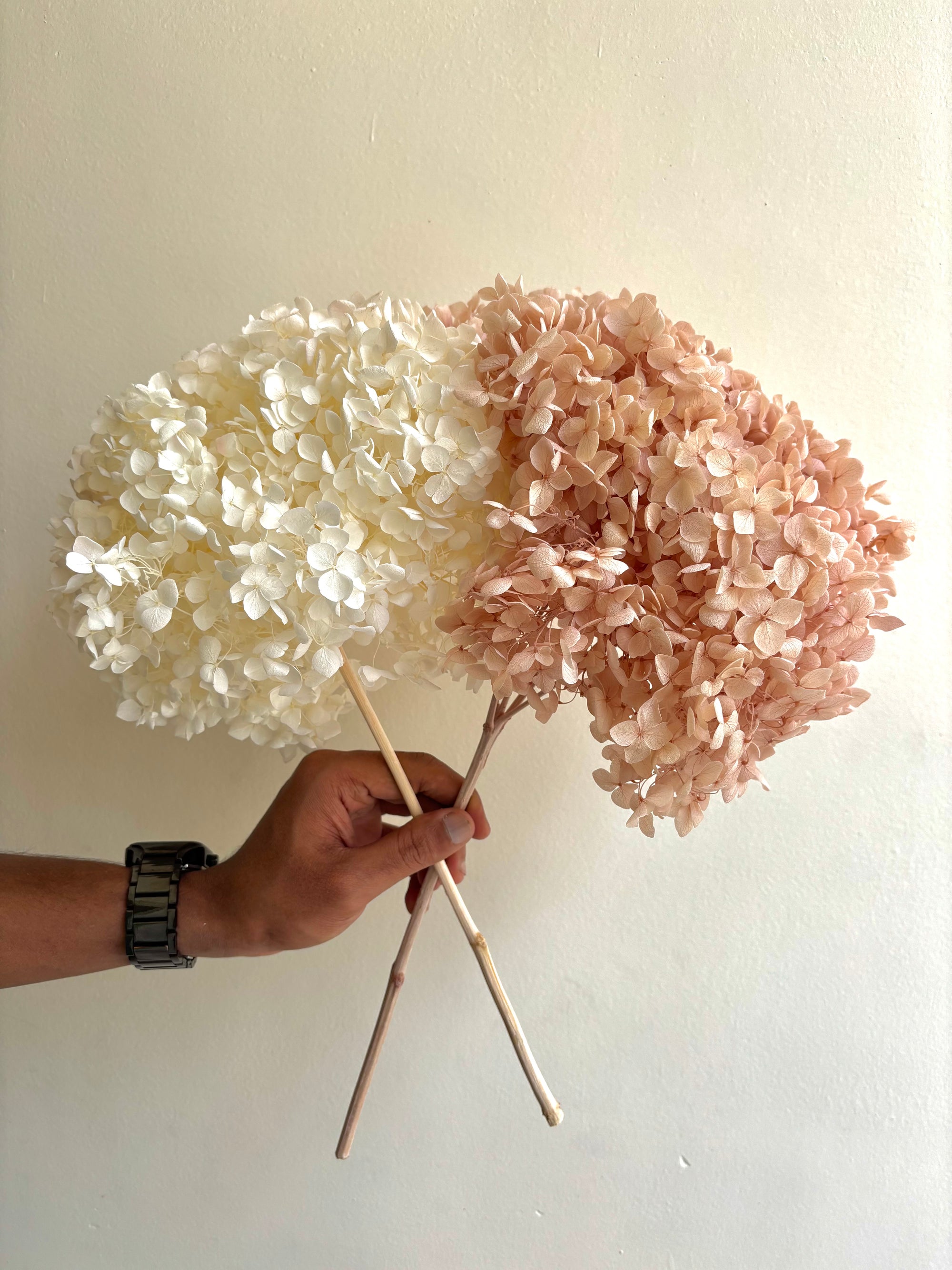 SERENE BLOOM PRESERVED HYDRANGEA (BUNCH OF 2)