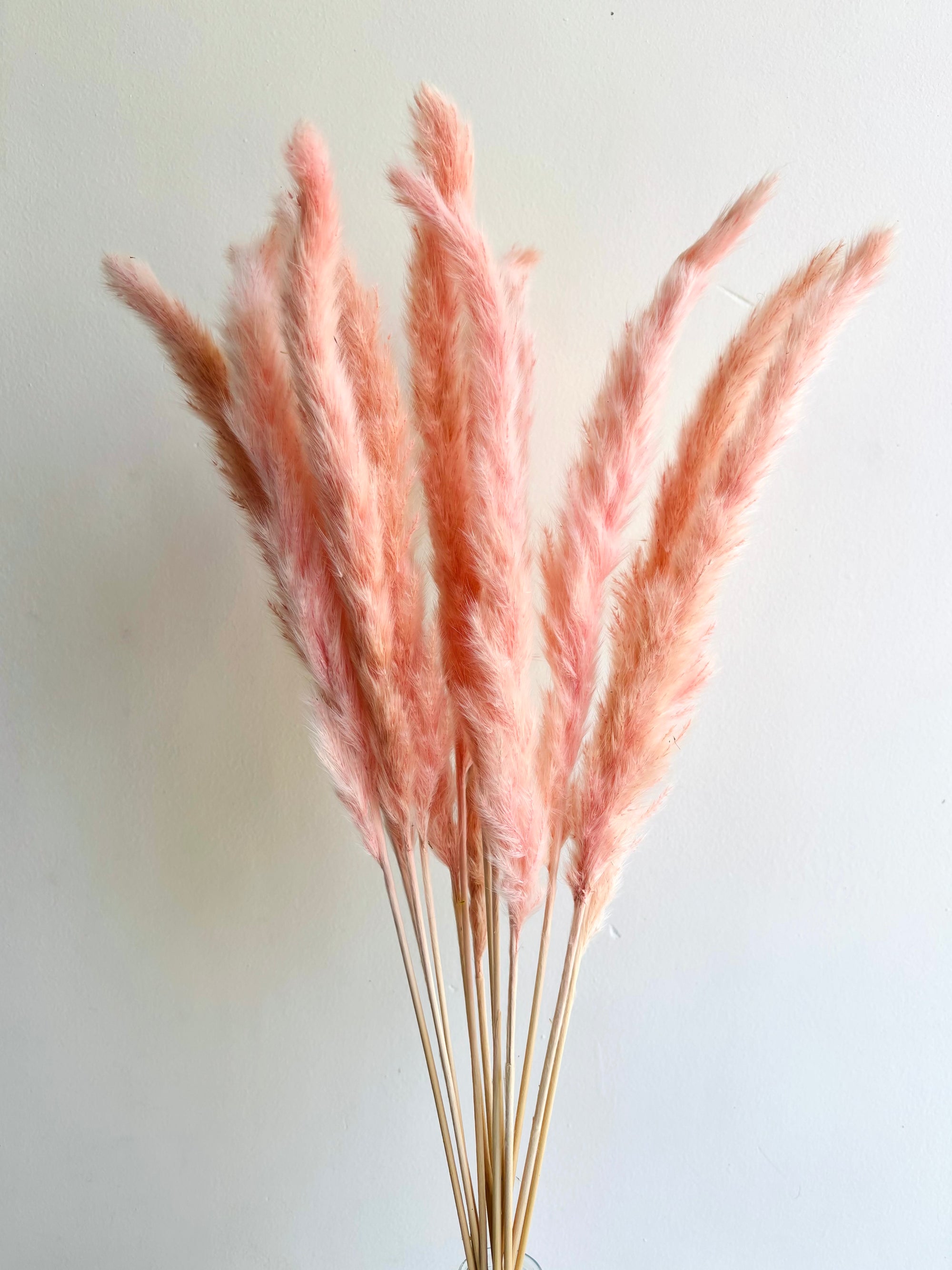 MINI PAMPAS GRASS PINK (SET OF 10)