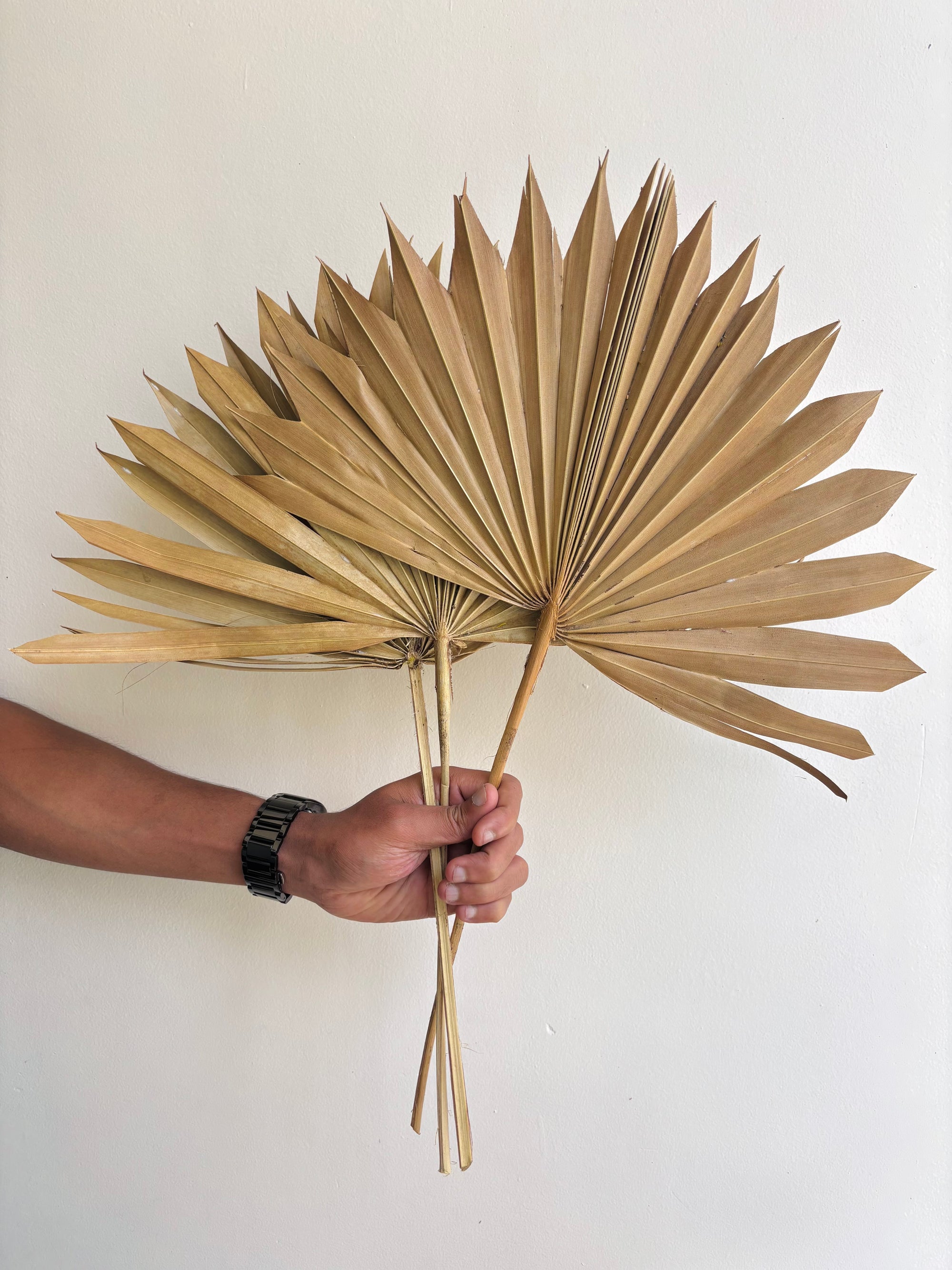 NATURAL SUN SPEAR PALM (SET OF 3)