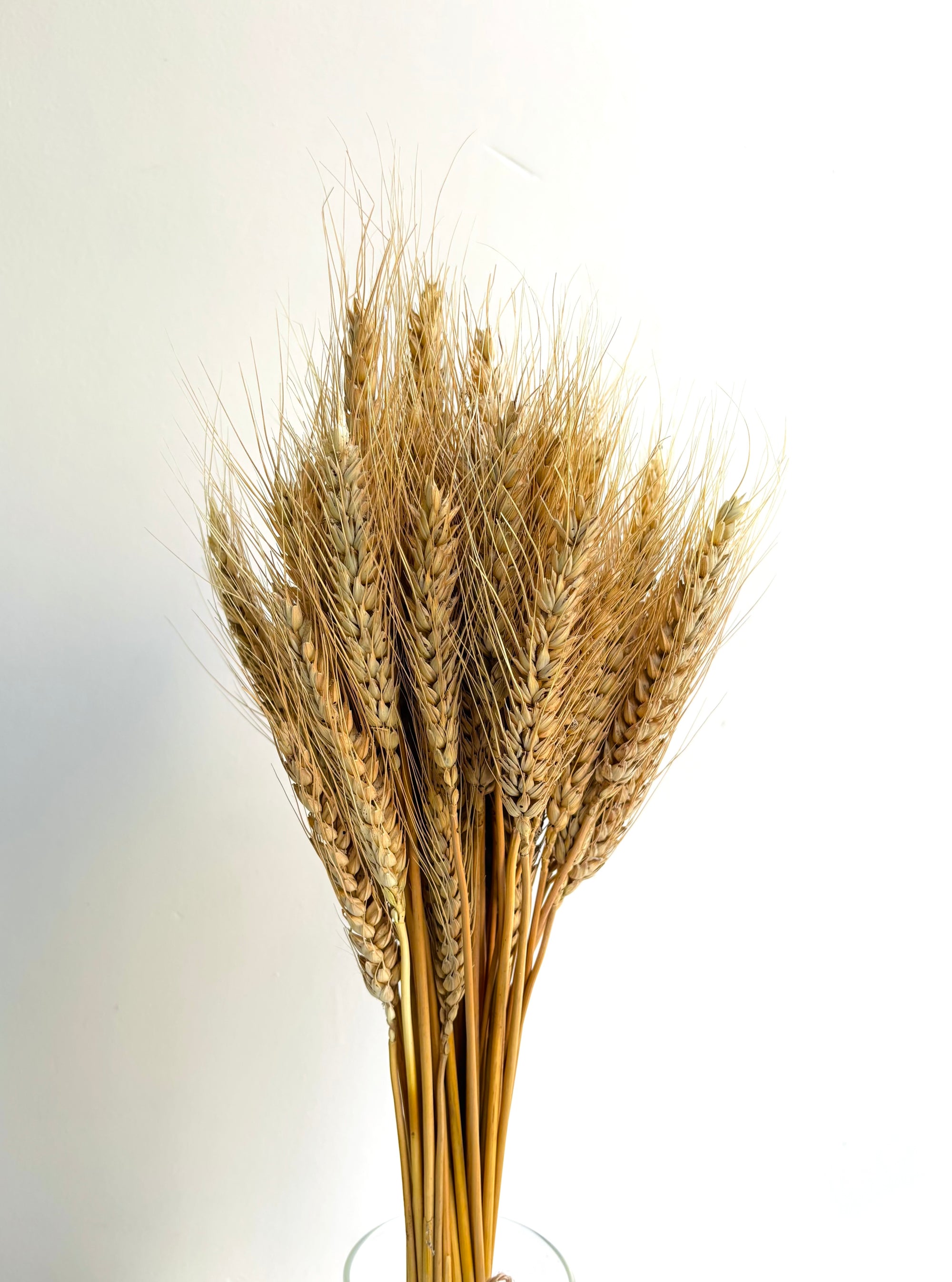 WHEAT GRASS NATURAL (SET OF 30)