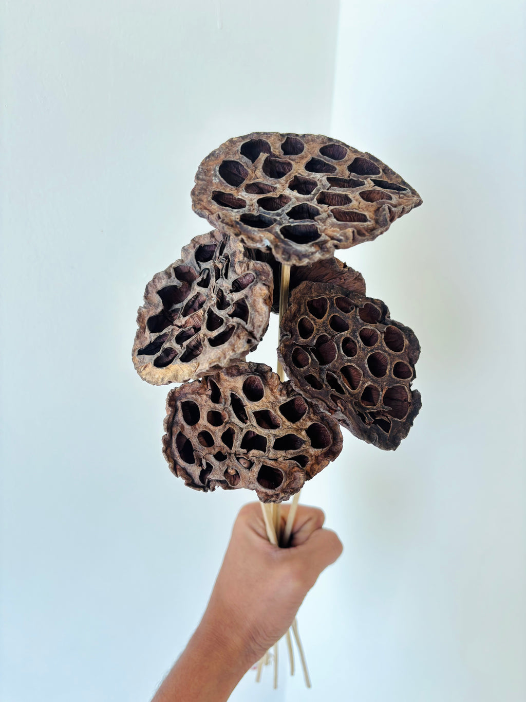 LOTUS PODS (SET OF 5)