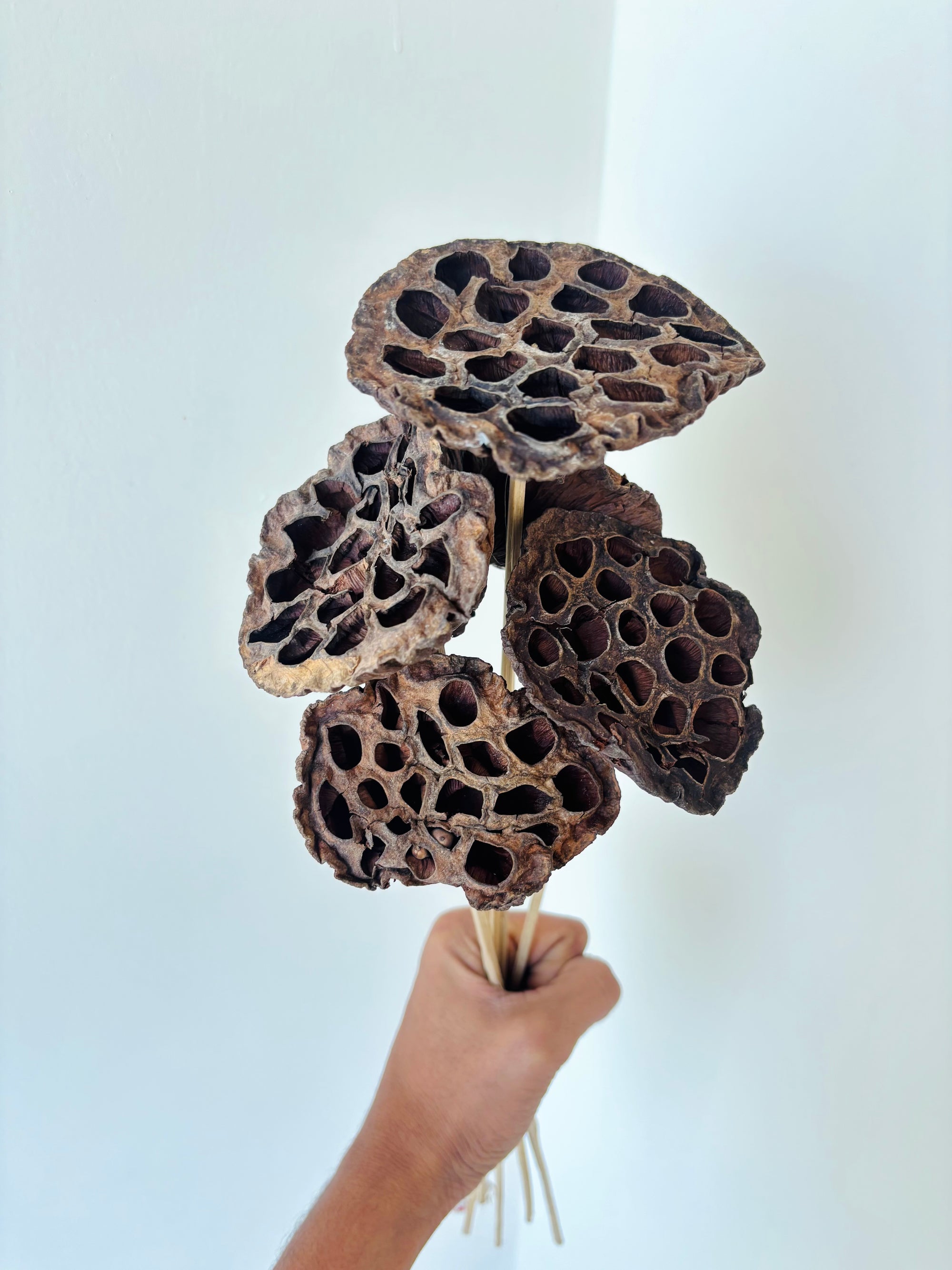 LOTUS PODS (SET OF 5)