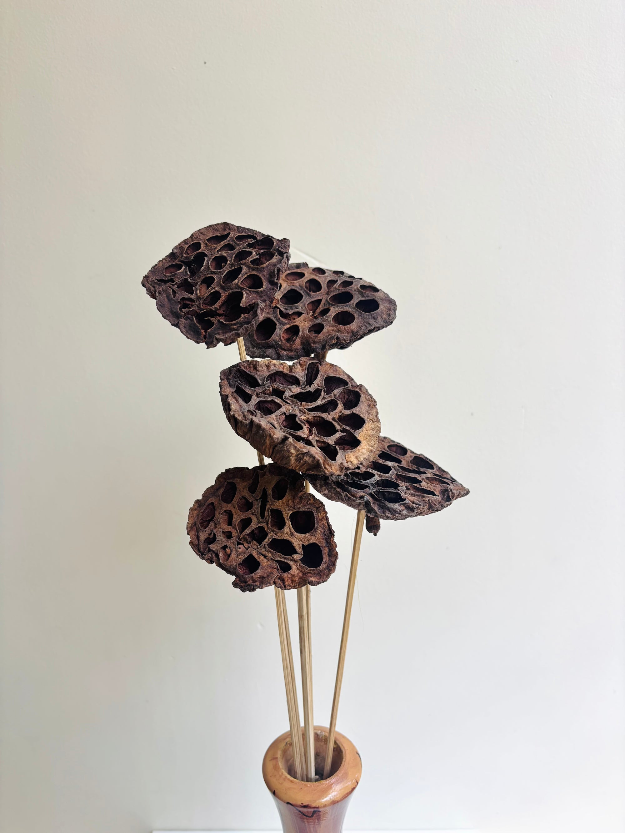 LOTUS PODS (SET OF 5)