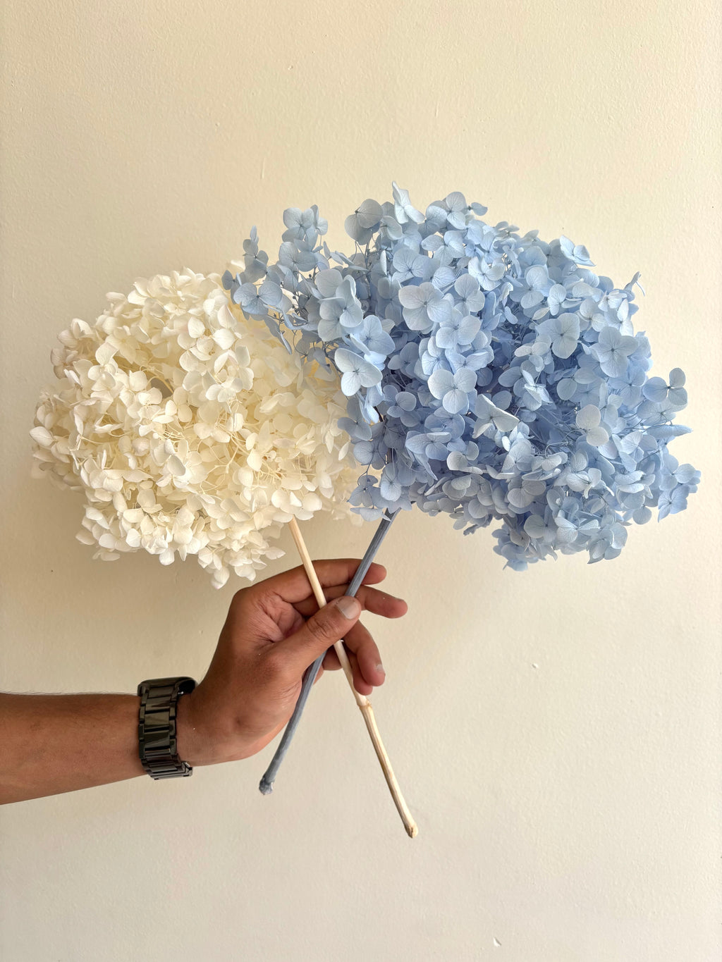 IVORY PRESERVED HYDRANGEA (BUNCH OF 2)