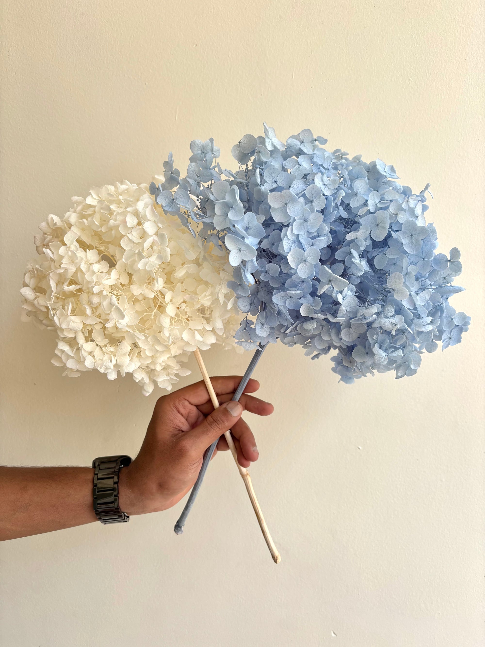 IVORY PRESERVED HYDRANGEA (BUNCH OF 2)