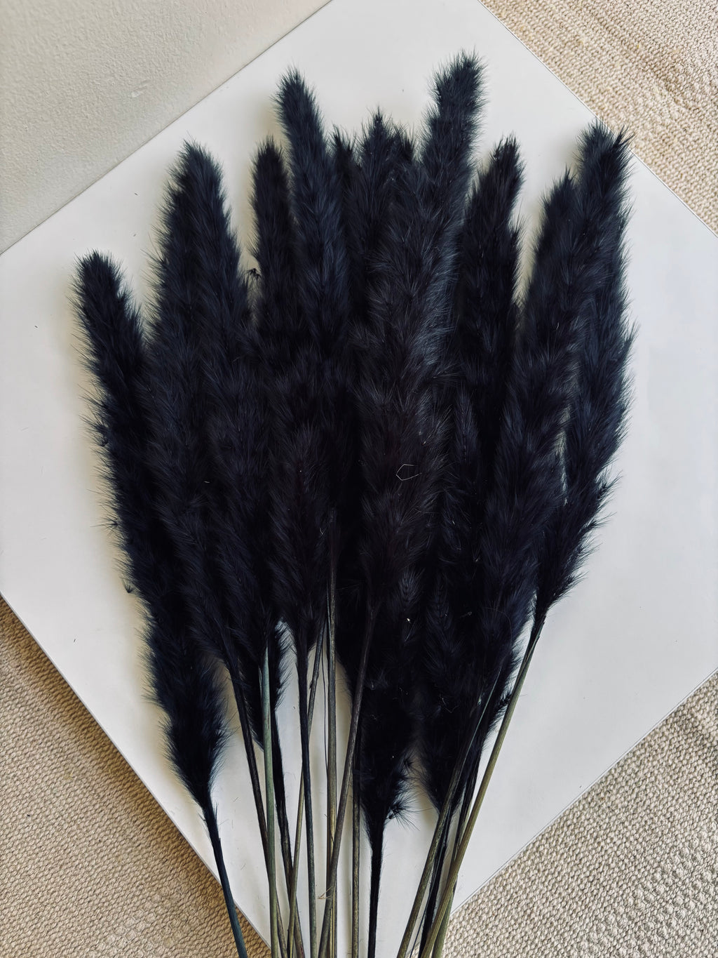 MINI PAMPAS GRASS BLACK (SET OF 10)
