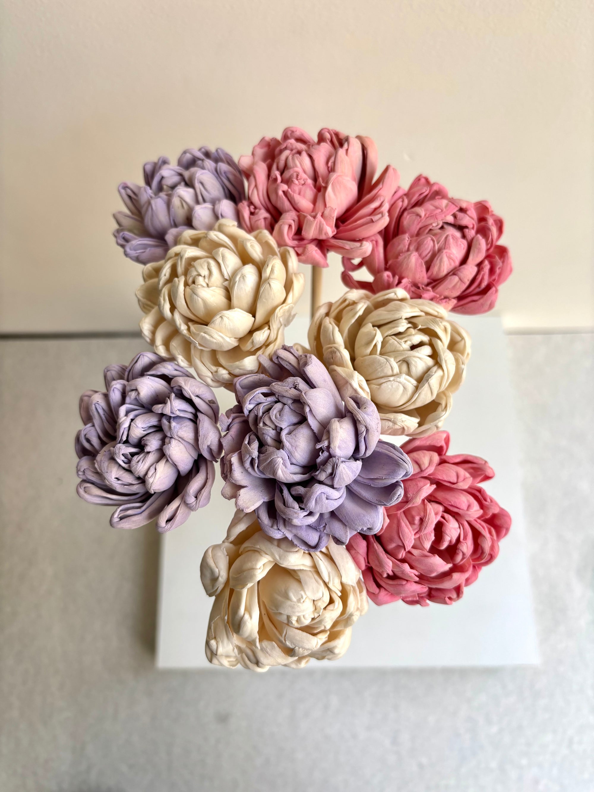 PEONY BLUSH SOLA (SET OF 9)