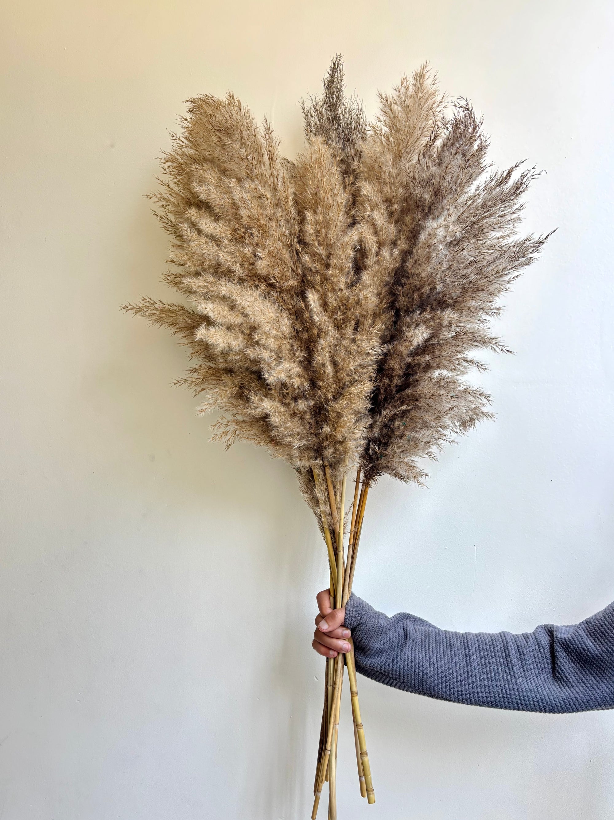 BROWN NATURAL PAMPAS GRASS