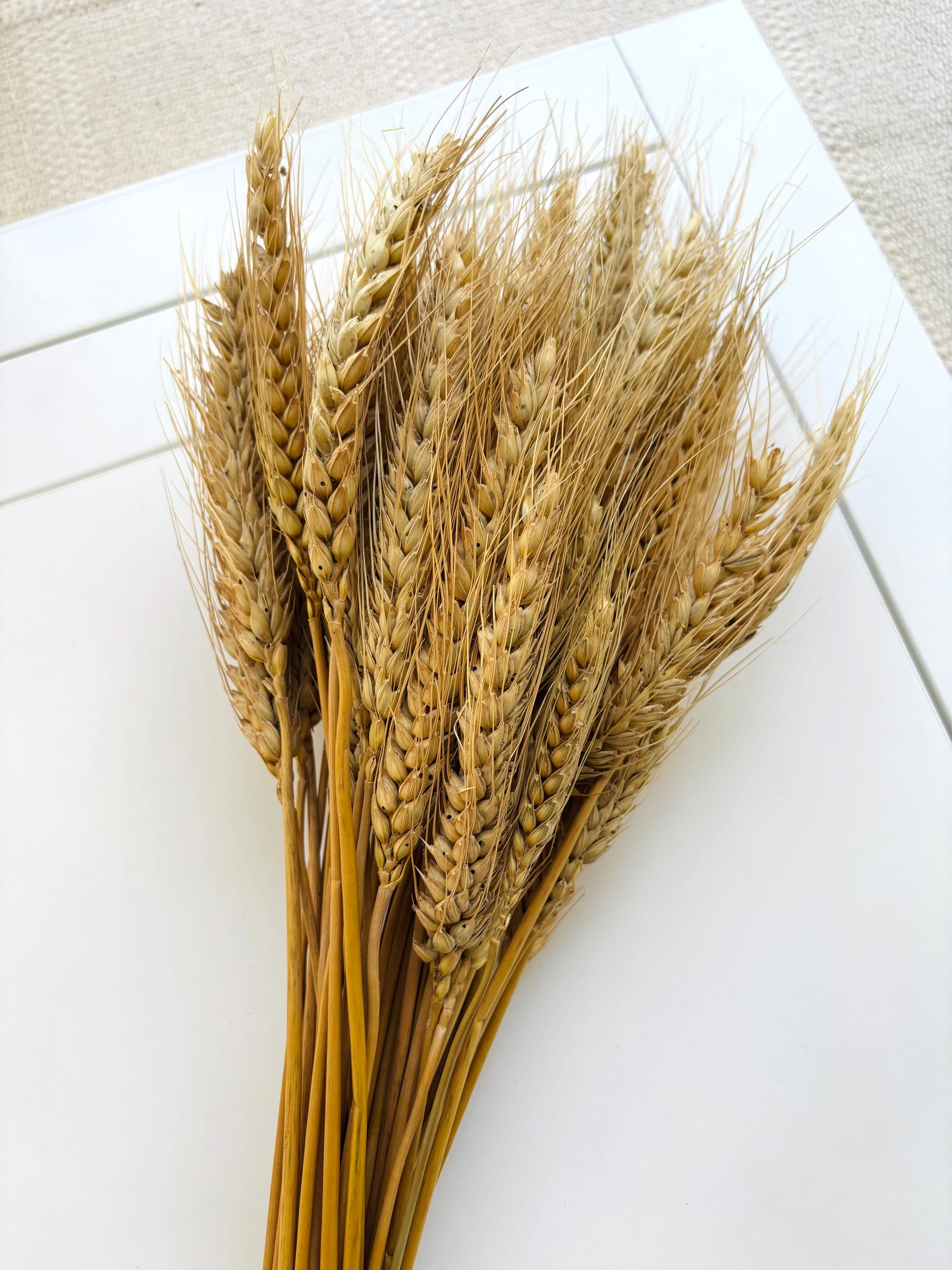 WHEAT GRASS NATURAL (SET OF 30)