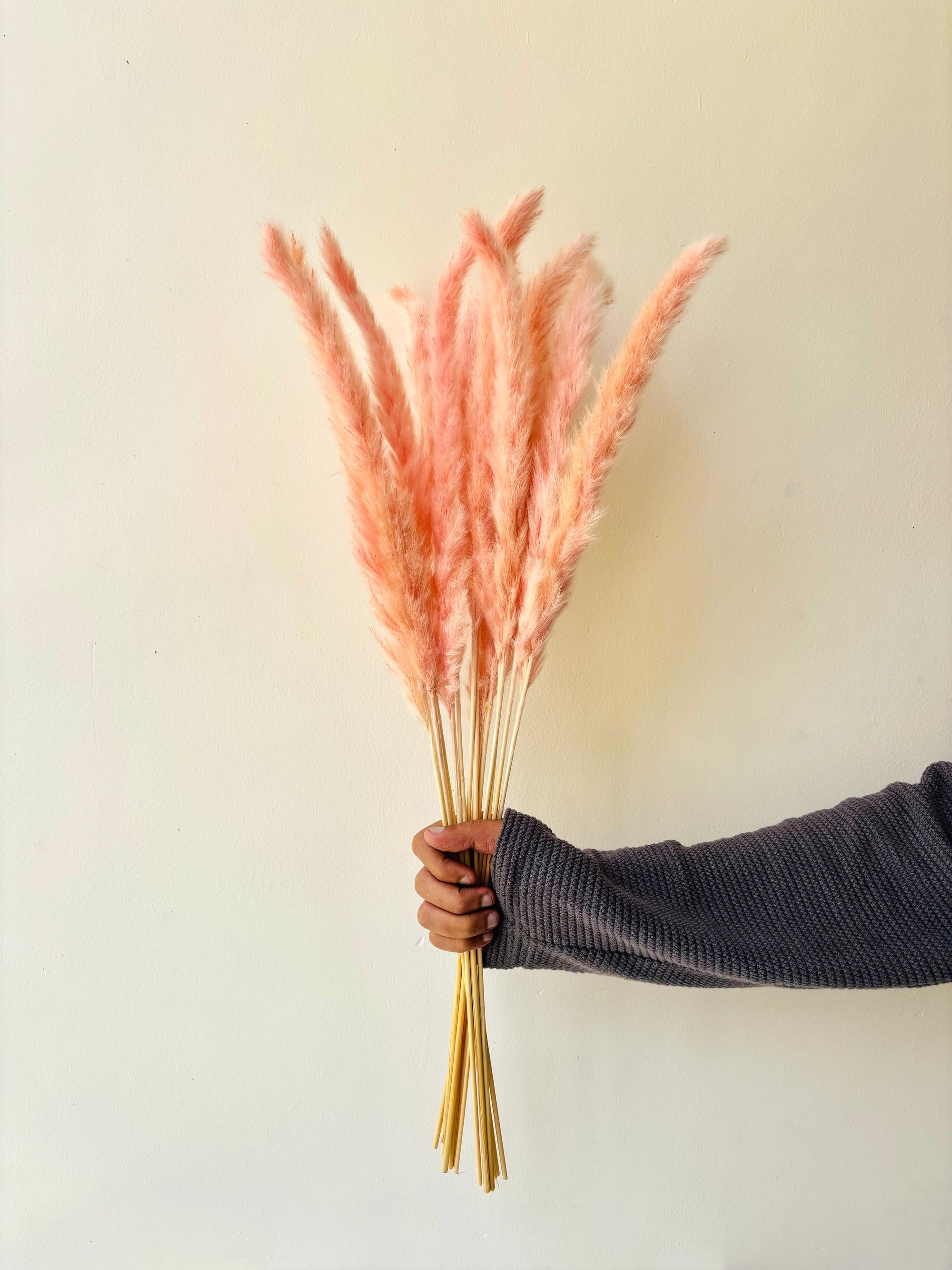 MINI PAMPAS GRASS PINK (SET OF 10)