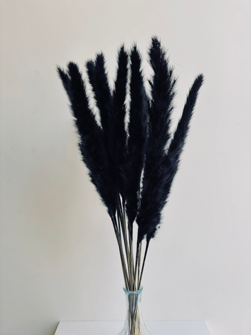 MINI PAMPAS GRASS BLACK (SET OF 10)