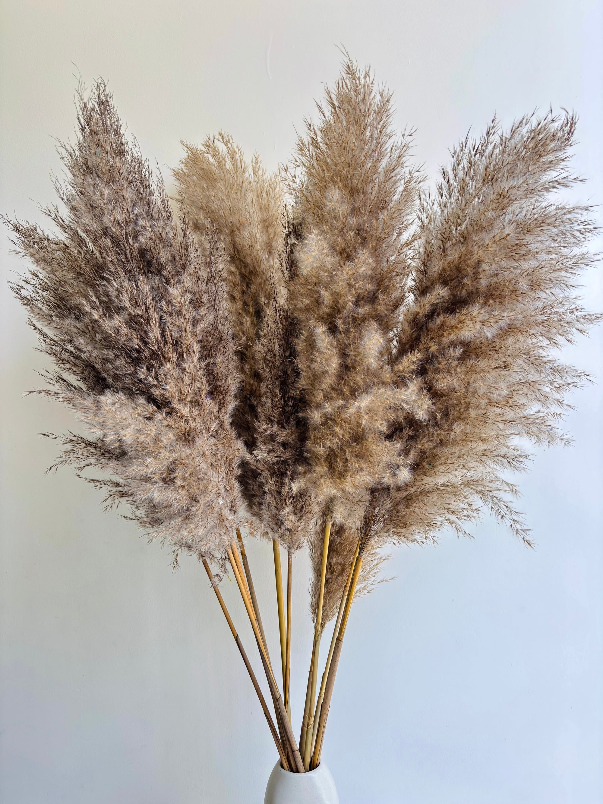 BROWN NATURAL PAMPAS GRASS