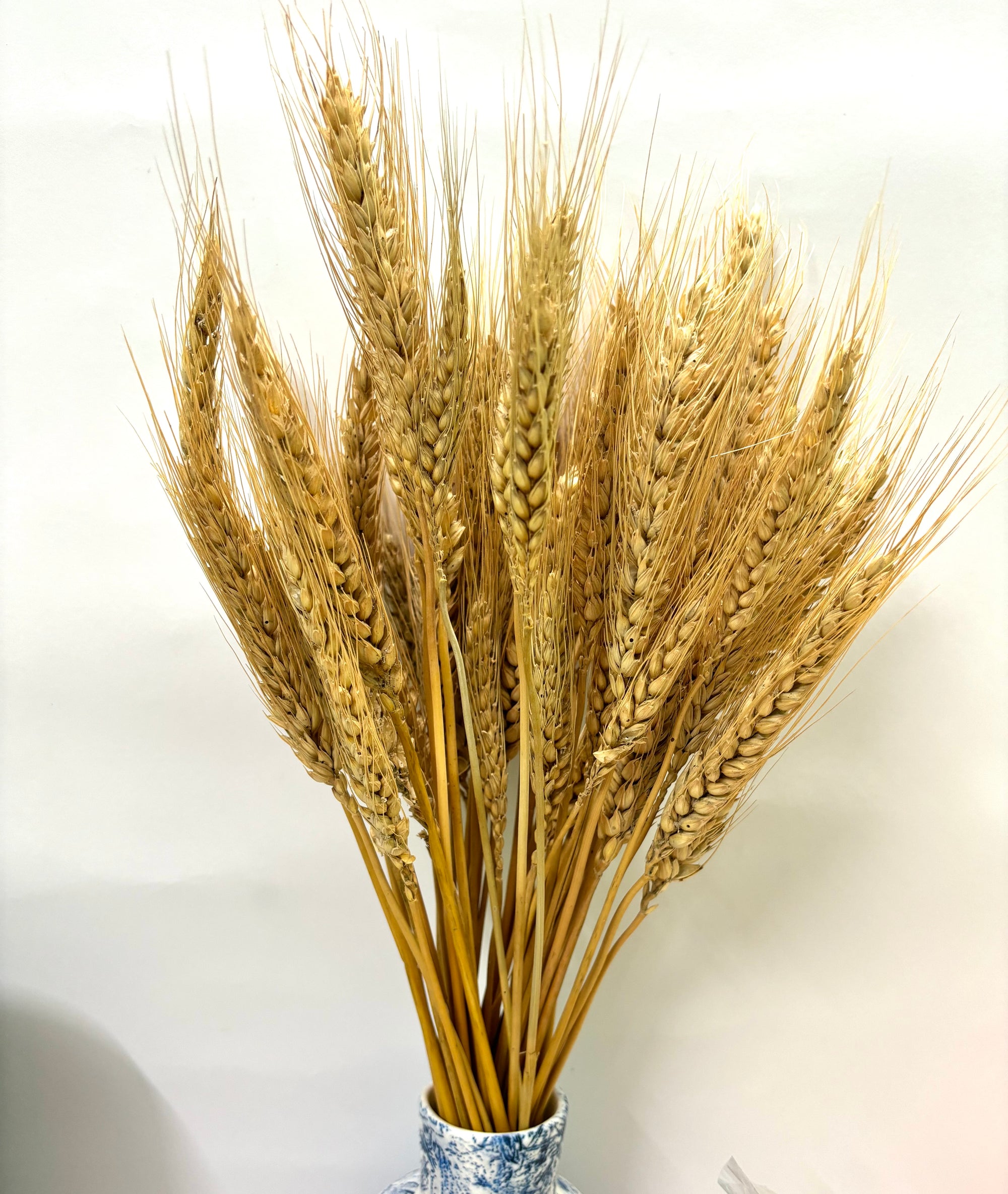 WHEAT GRASS NATURAL (SET OF 30)