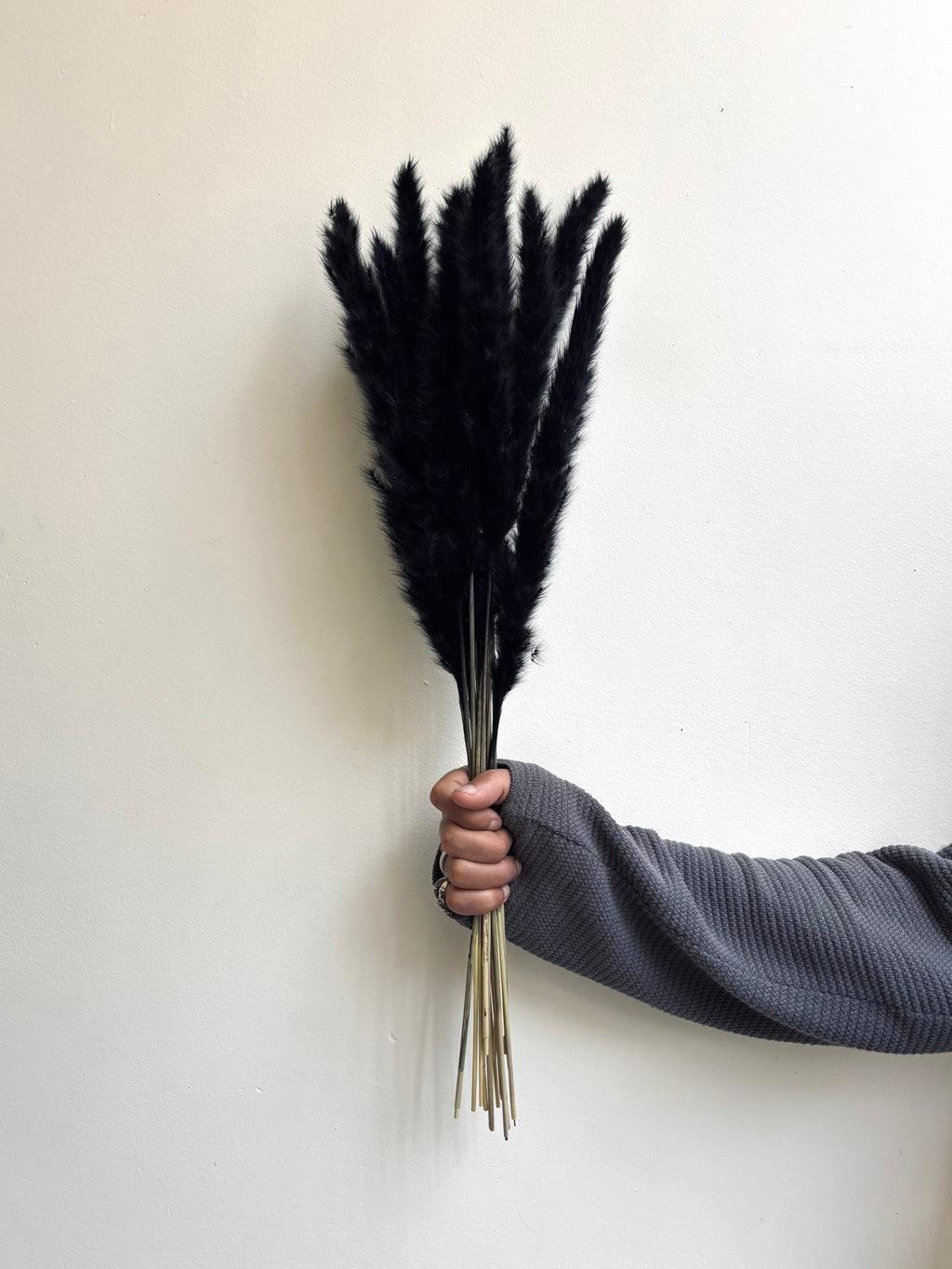 MINI PAMPAS GRASS BLACK (SET OF 10)