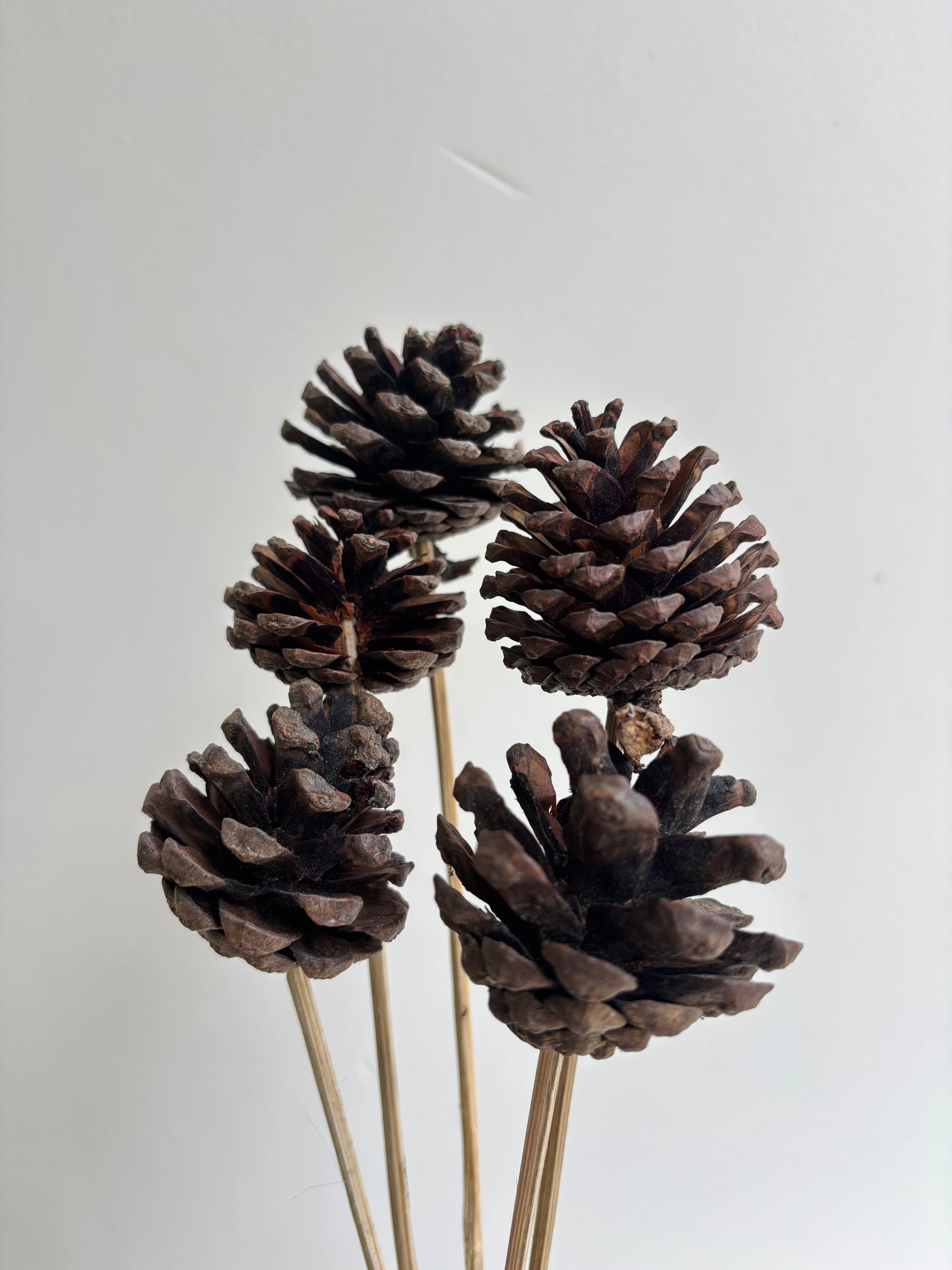 PINE CONES (SET OF 5)