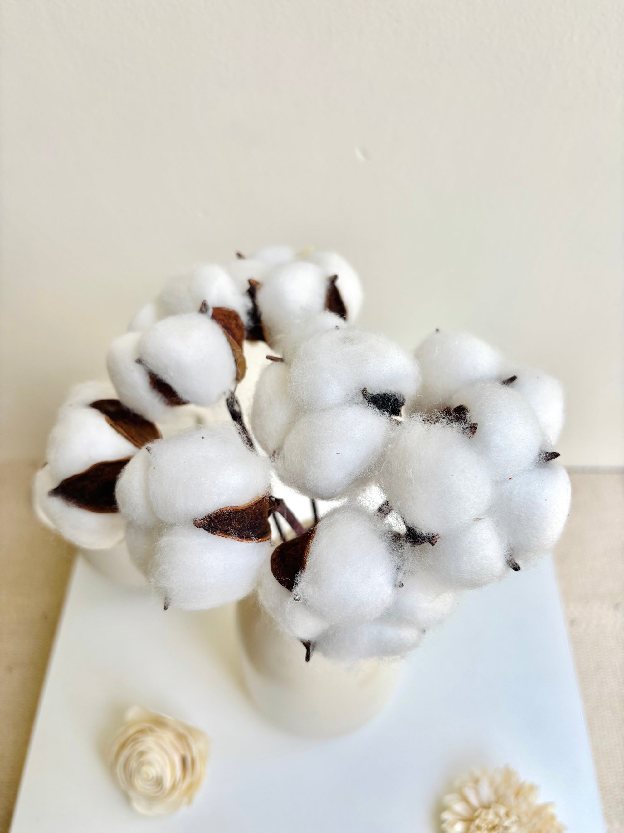 COTTON PODS (SET OF 10)