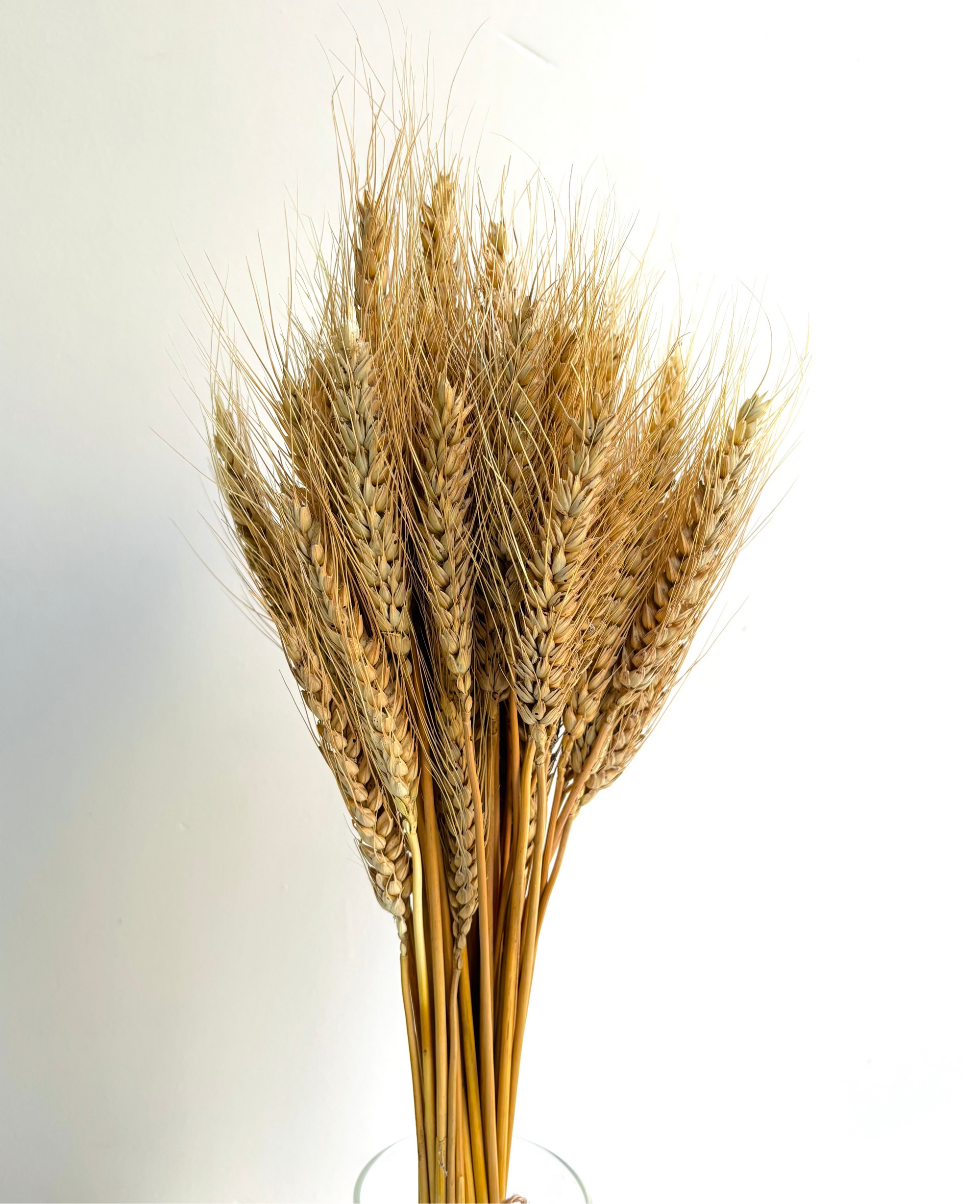 WHEAT GRASS NATURAL (SET OF 30)