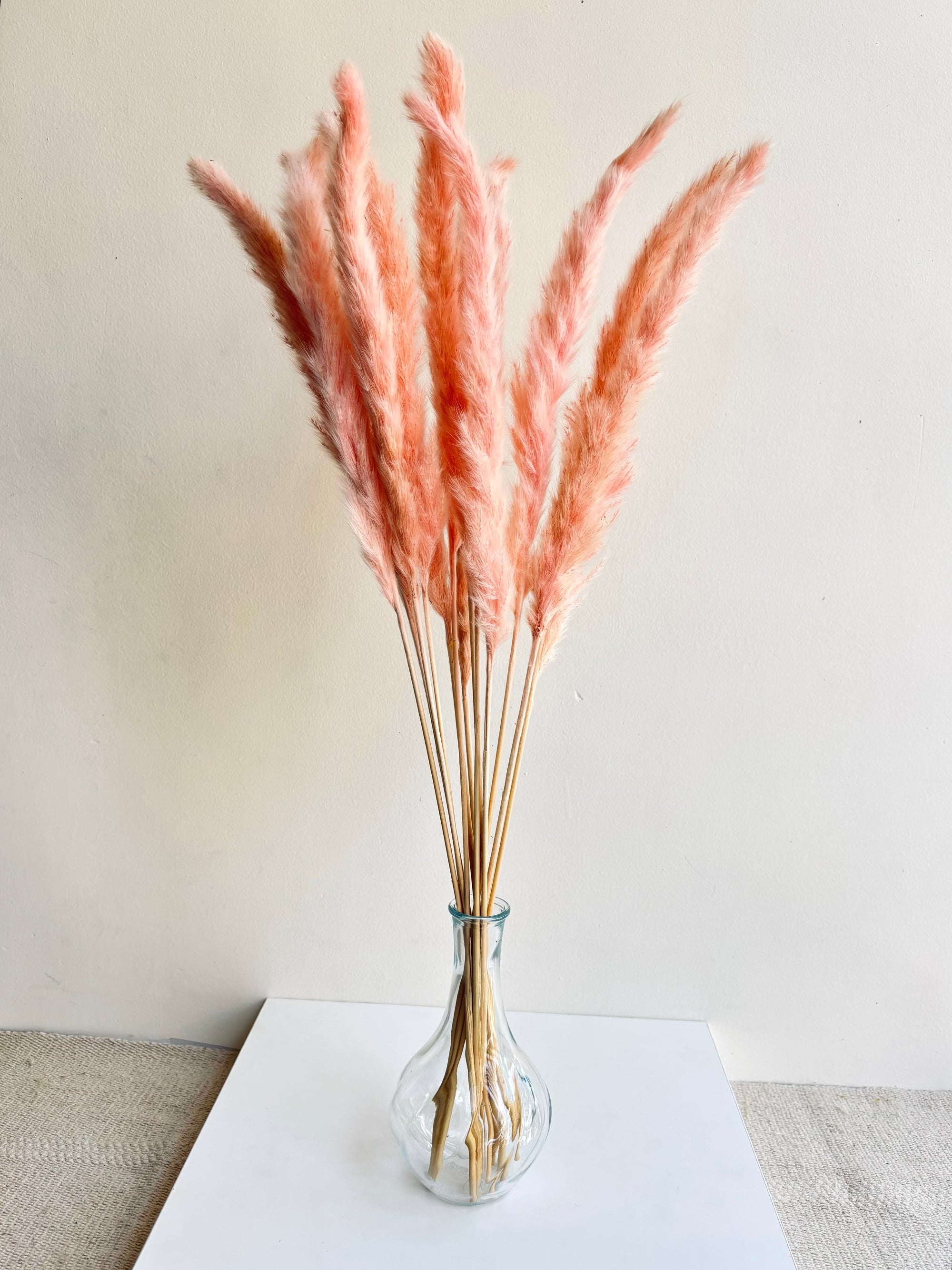 MINI PAMPAS GRASS PINK (SET OF 10)