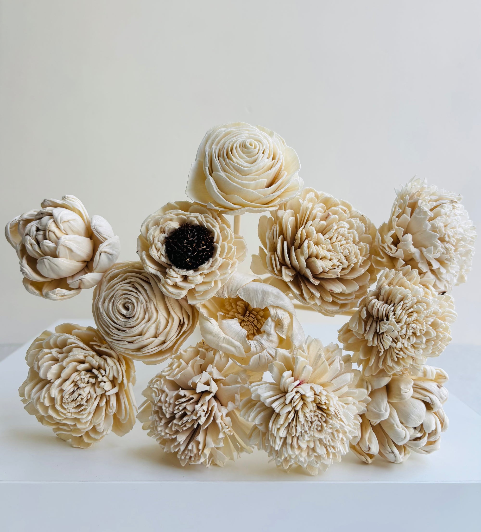 CLOUD WHITE SOLA (SET OF 12)