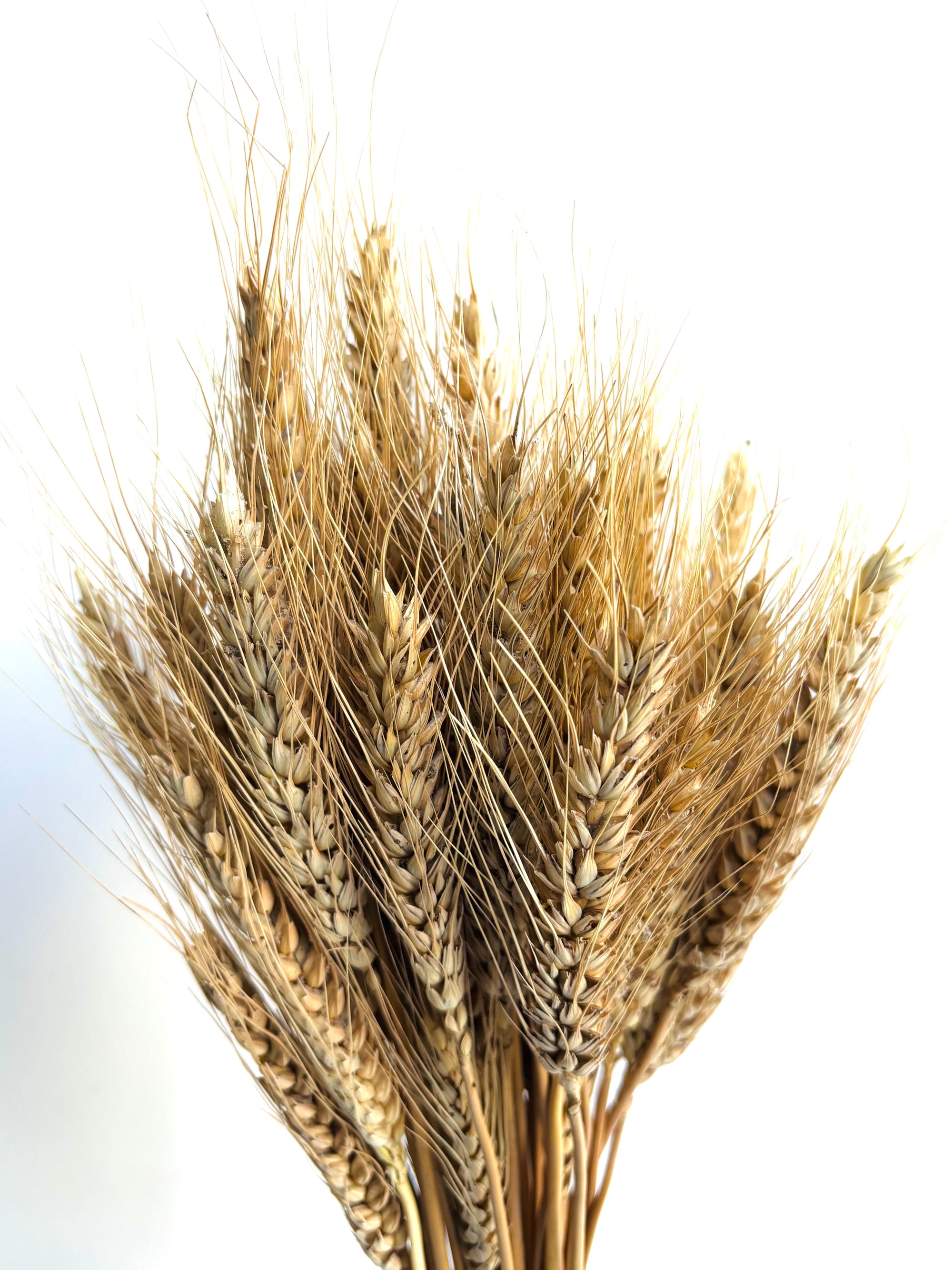 WHEAT GRASS NATURAL (SET OF 30)